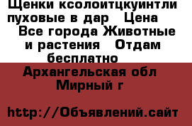 Щенки ксолоитцкуинтли пуховые в дар › Цена ­ 1 - Все города Животные и растения » Отдам бесплатно   . Архангельская обл.,Мирный г.